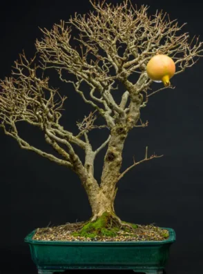 130485910_4546017915414839_1004184917240933196_n